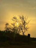 Golden Roots