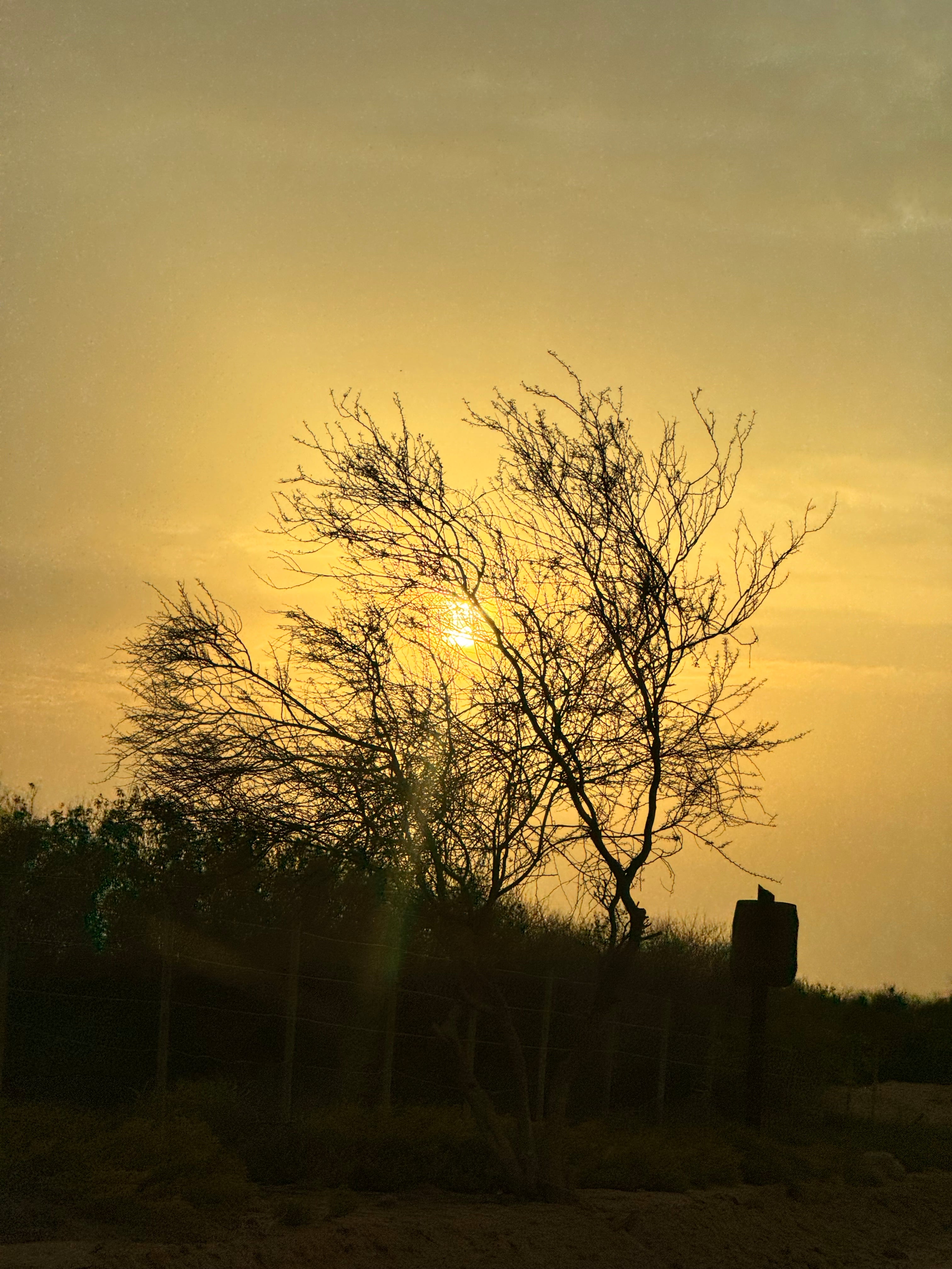 Golden Roots