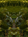 Emerald Mirror 001