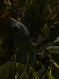 Emerald Mirror 002