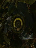 Emerald Mirror 007