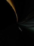 Transit Signals 007